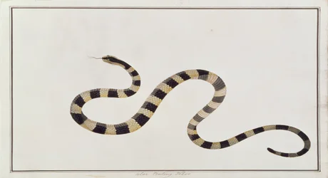 Ular Pontong Teboo, aus Zeichnungen von Tieren, Insekten und Reptilien aus Malakka, ca. 1805-18